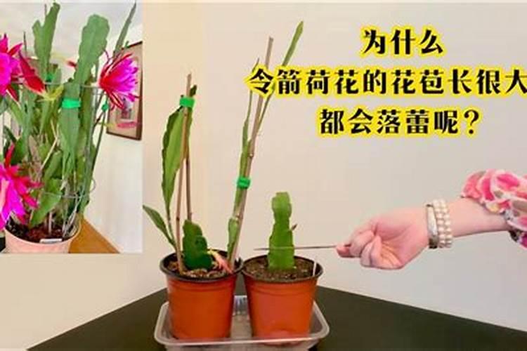 令箭荷花现在长骨朵了,可以施肥吗