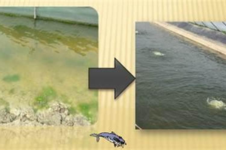 海参圈青苔控制技术