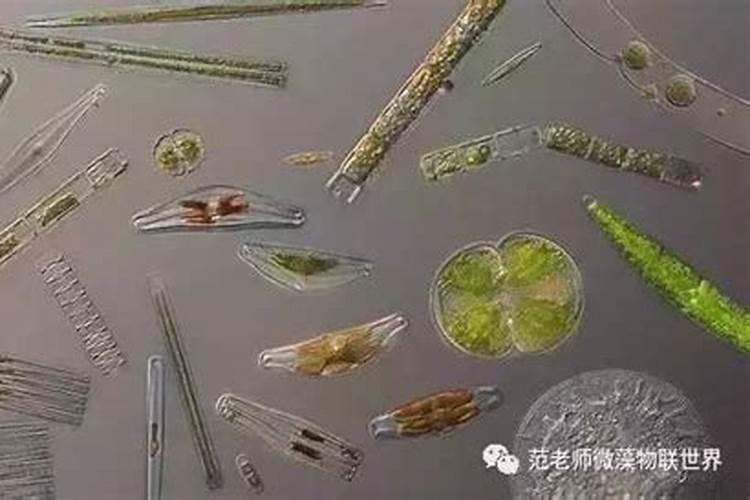 水产健康养殖为什么要强调使用生石灰？