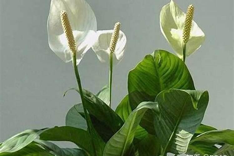 一帆风顺花水养怎么施肥