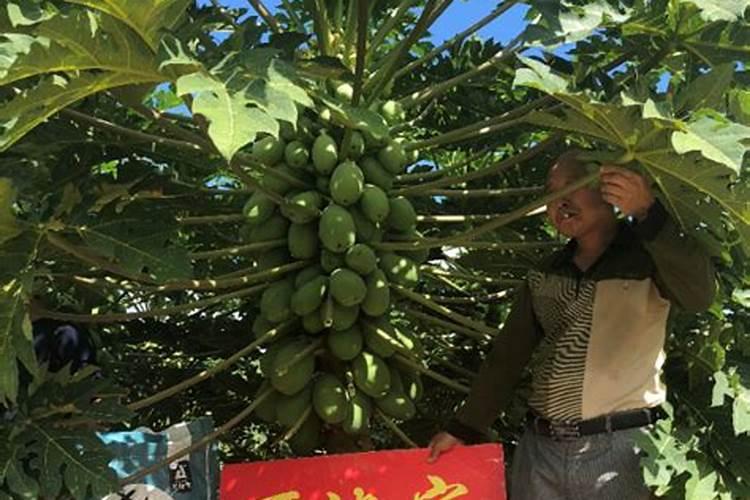 美国钾宝可以施木瓜吗