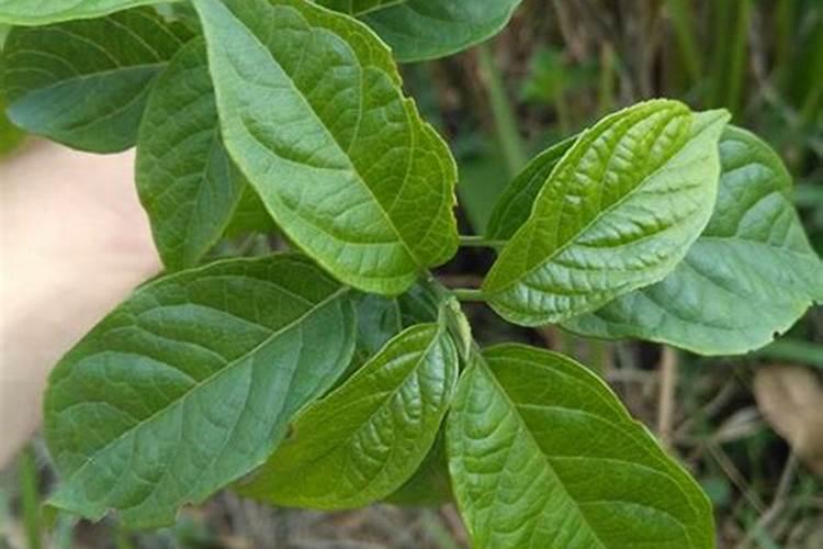 马蹄苗使用绿叶新地篮叶加芸苔素喷可以防马蹄病吗