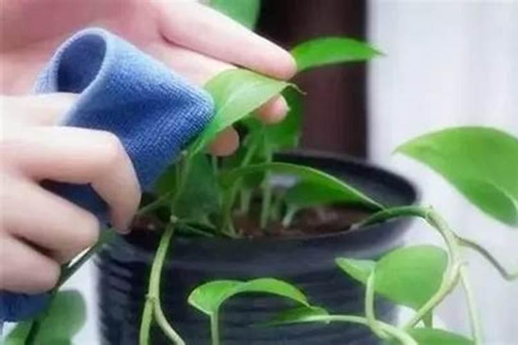 如何使用叶面肥效果好？ 40%超强氧乐果专业防治蚜螨效果好