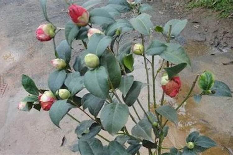 茶花打花苞施什么肥