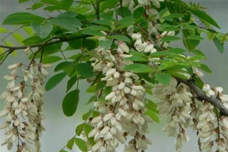 国槐施肥多久能吸收？