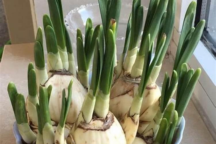 水仙花怎么施肥,施什么肥