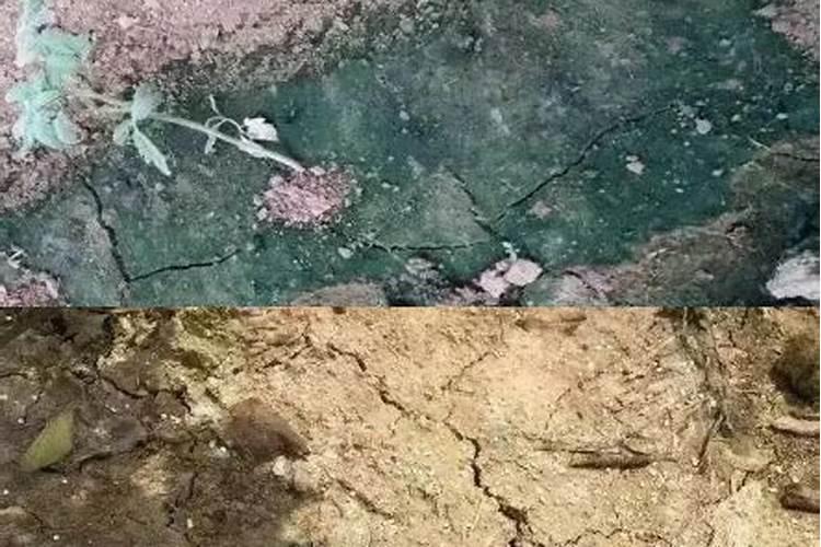 有机肥和复合肥能一起施肥吗