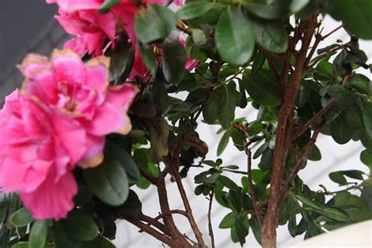 杜鹃花怎么施肥