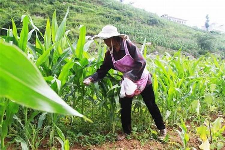 玉米大豆套作的好处