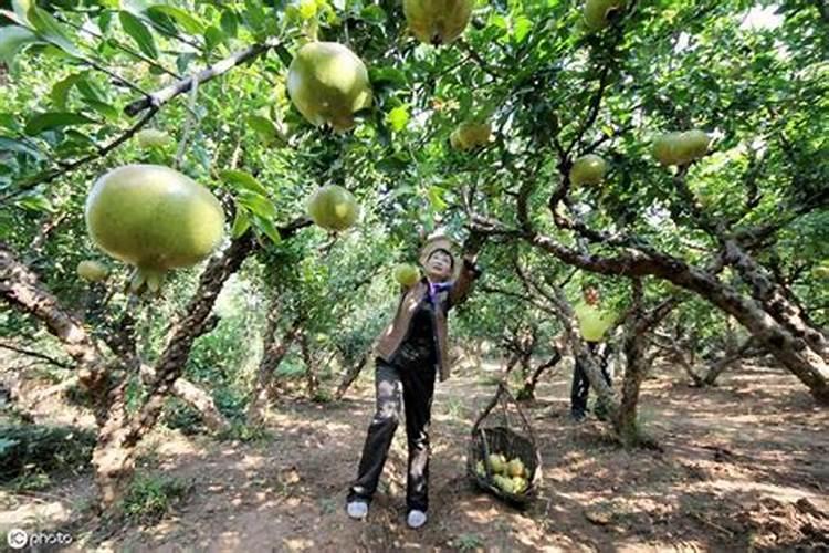 石榴在结果期间需要施肥吗