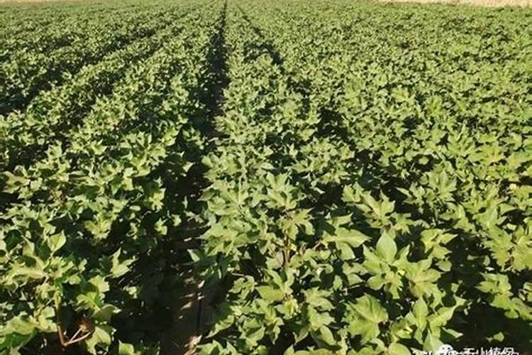 多肉植物施什么肥容易爆盆