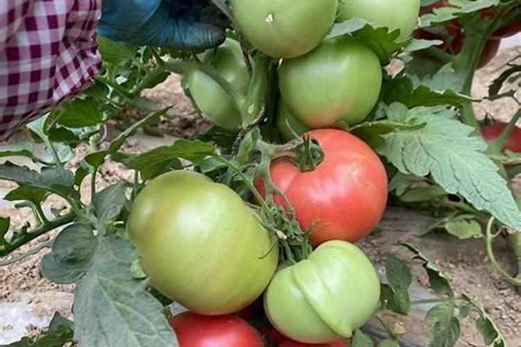 番茄各个时期施肥量详细表