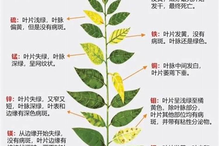 氮肥磷肥钾肥的作用记忆口诀