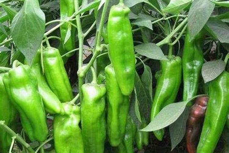 绿风速液态氮肥的具体使用方法和建议