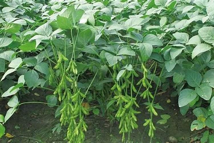 无公害毛豆销量好,怎么种植无公害毛豆？