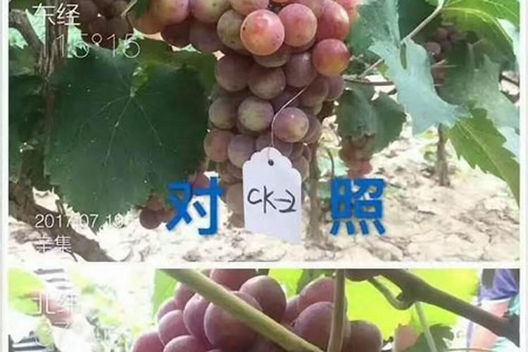 除草剂什么时候打最好？这篇文章告诉你