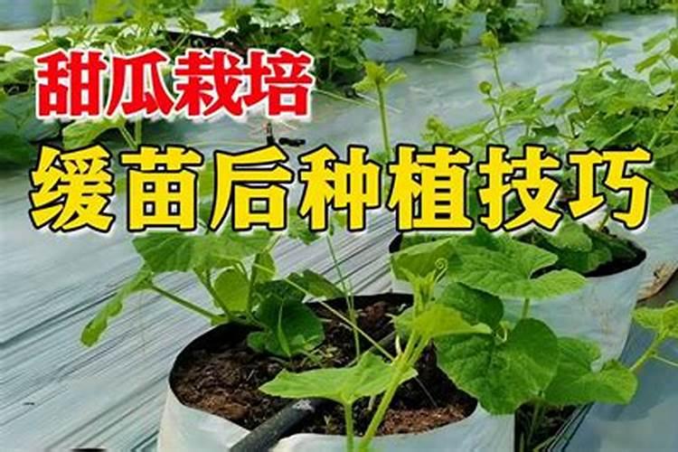 甜瓜缓苗水什么时候浇