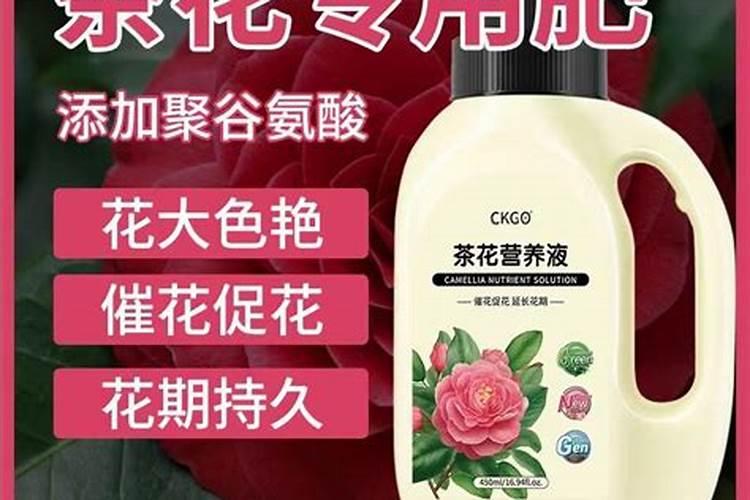 茶花树施什么肥料最好,在土里的茶树？