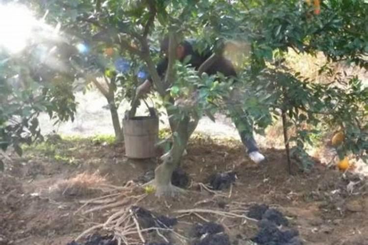 柑橘采收前如何浇水施肥