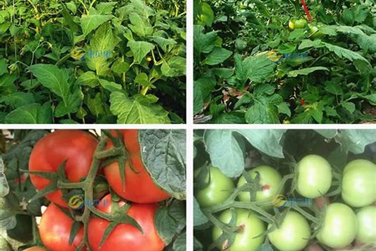 水溶肥最好的三个牌子