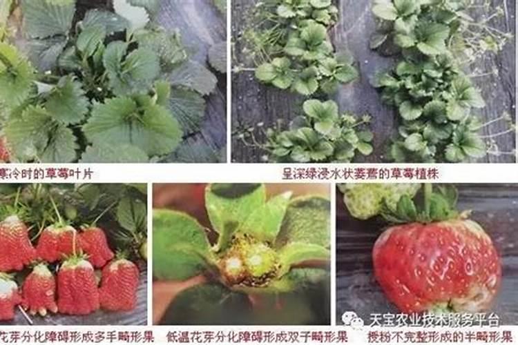 花肥白色颗粒是什么 不同花肥的元素不同