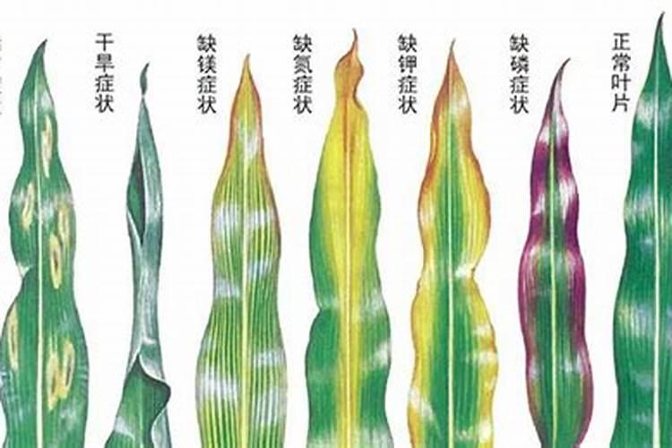 玉米连作会缺少哪种肥料元素？