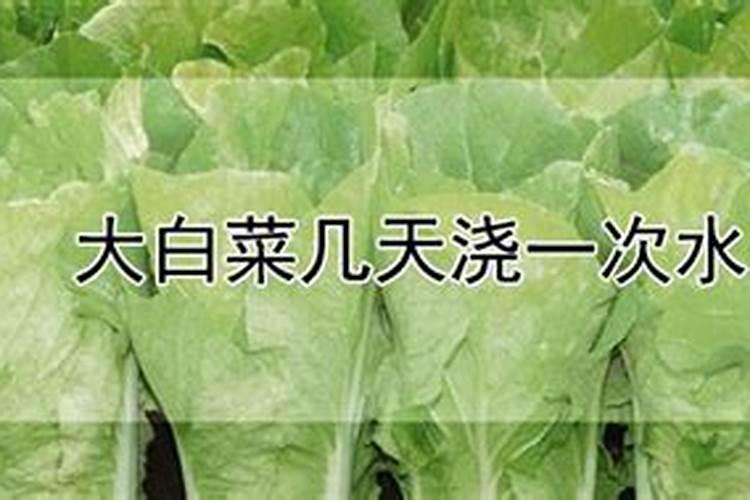 小白菜出芽后几天浇肥