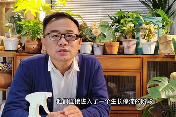 冬天可以给花喷洒叶面肥吗