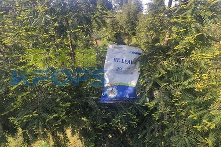 昙花施什么肥料