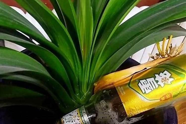 种花什么时候施肥