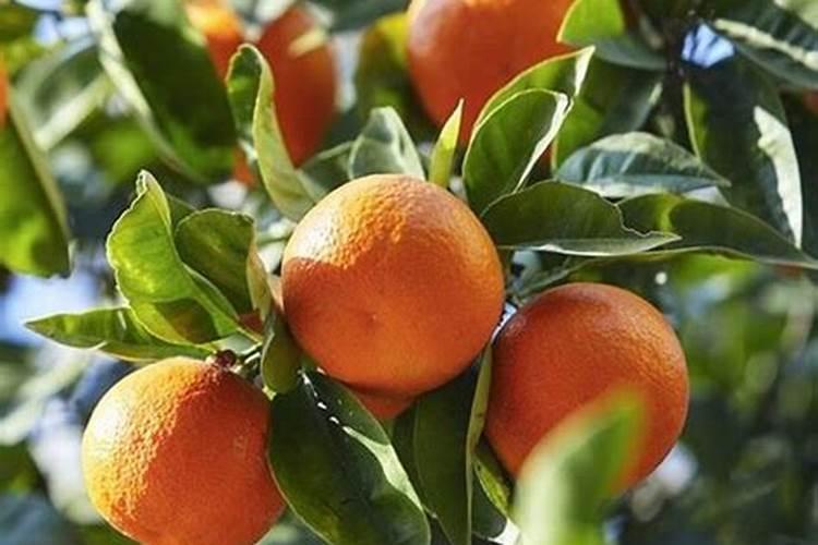 柑橘成熟期可以喷芸苔素吗？