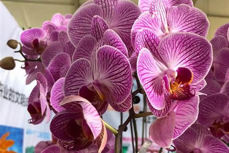 蝴蝶兰秋季用什么肥料