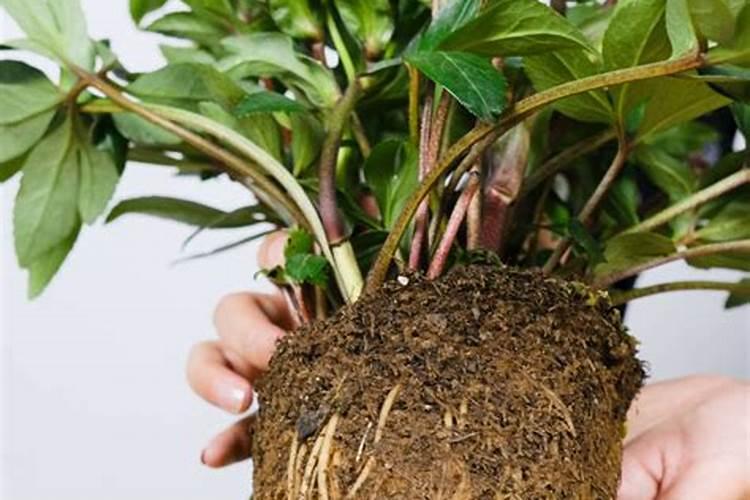 铁筷子盆栽从繁殖栽培到养护都需要注意什么？