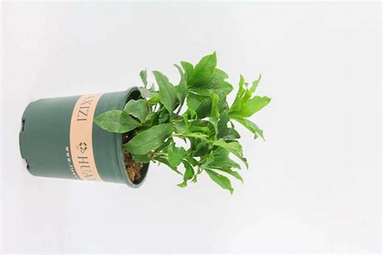 铁筷子如何长花苞铁筷子长花苞的方法介绍