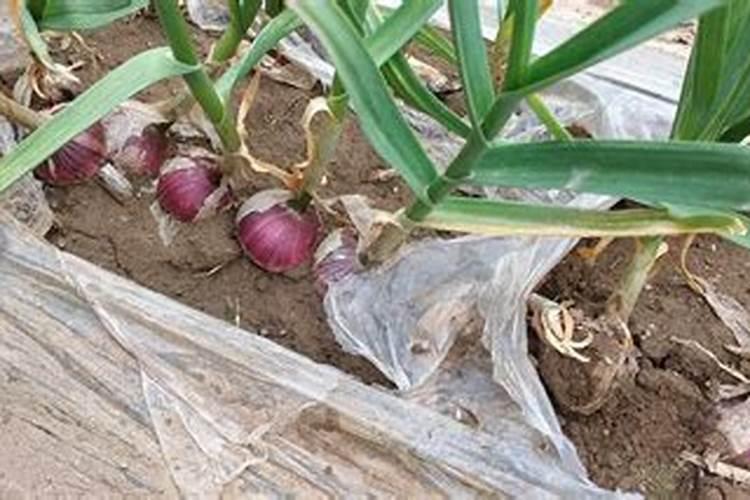 独头蒜用化肥吗