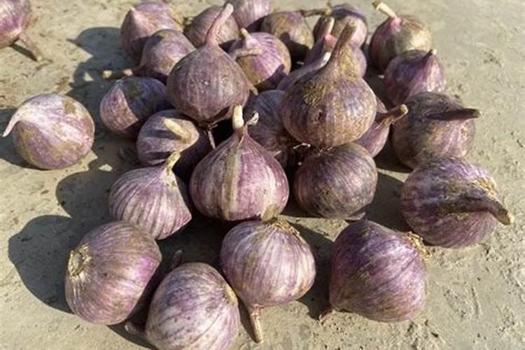 种独头蒜的方法