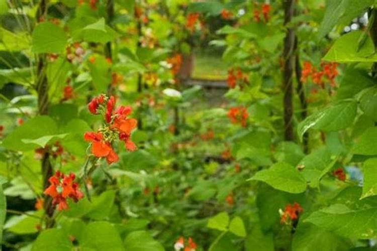 芸豆定植后一般打什么叶面肥