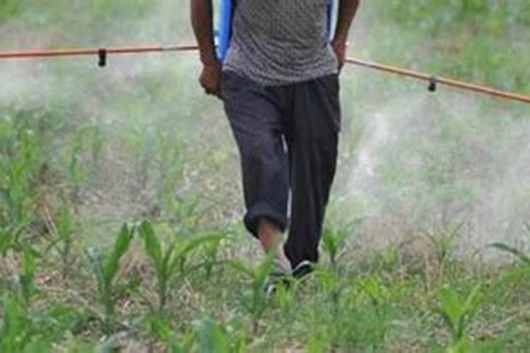 玉米喷完叶面肥就追肥行吗