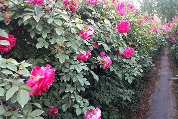 藤本月季怎样施肥