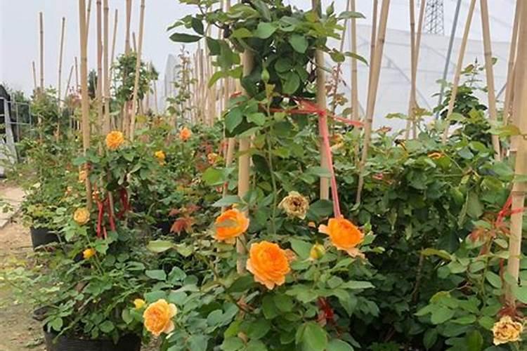 藤本月季小苗怎么施肥