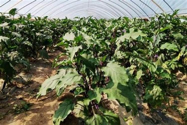 茄子最忌三种肥料