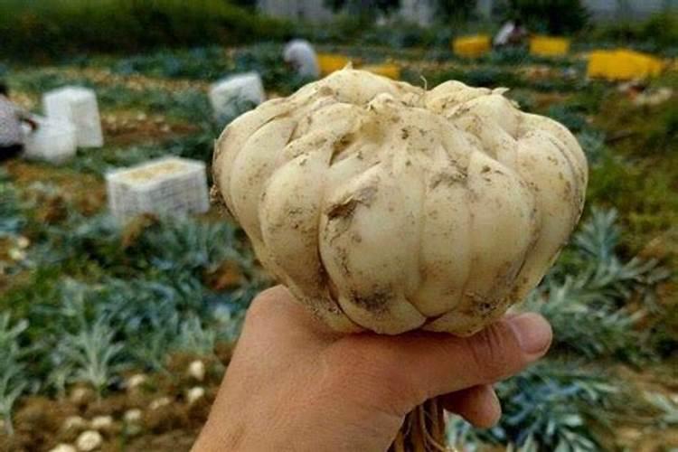 龙牙百合栽培技术