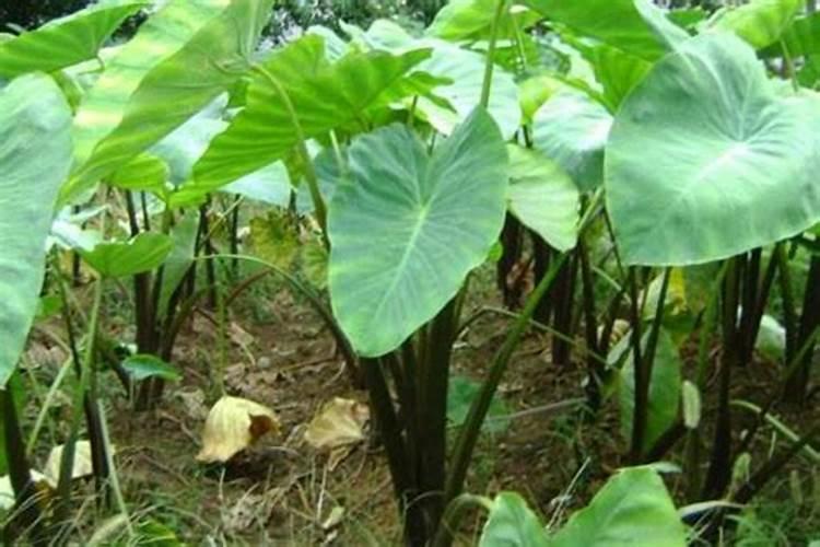 芋头什么时候喷施磷酸二氢钾