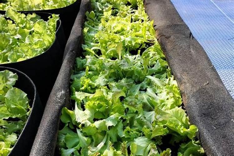 生菜追肥用什么肥料见效快