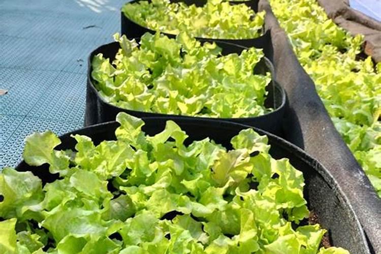 生菜种多久可以施肥