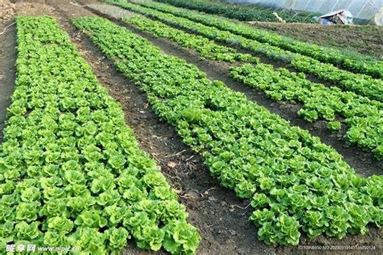 生菜种苗多久施肥 生菜种植多长时间需要施肥