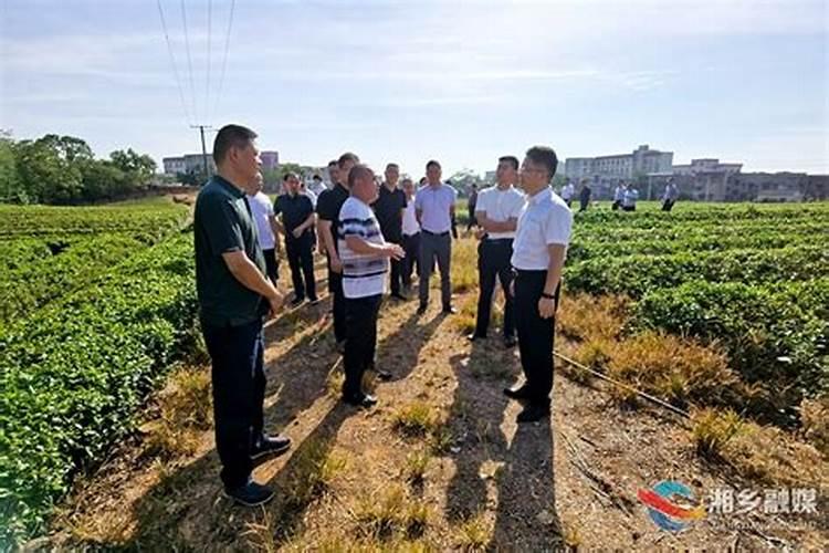 种茶叶如何喷施叶面肥好