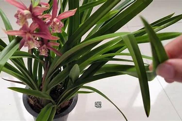 兰花用磷酸二氢钾养护的技巧