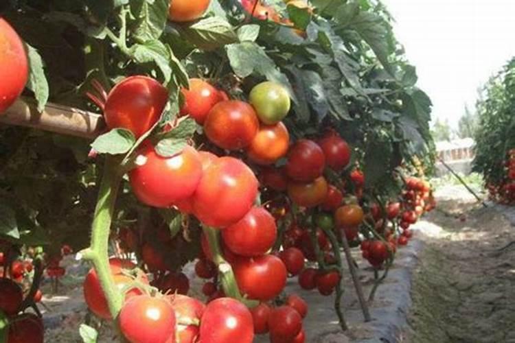 番茄膨果期用什么冲施肥好？番茄结果期需要用什么肥料？