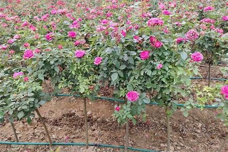 月季花施肥施什么肥料